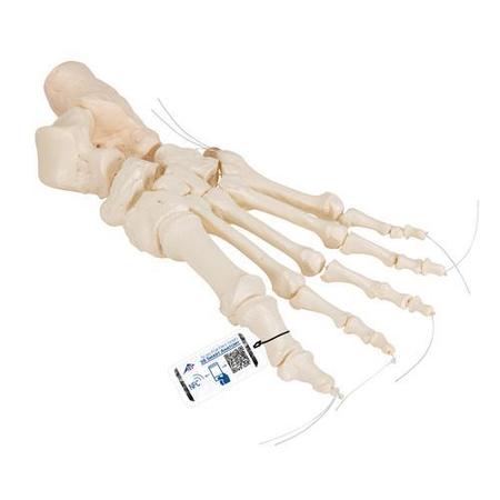 3B SCIENTIFIC Foot Skeleton, Loosely threaded - w/ 3B Smart Anatomy 1019356